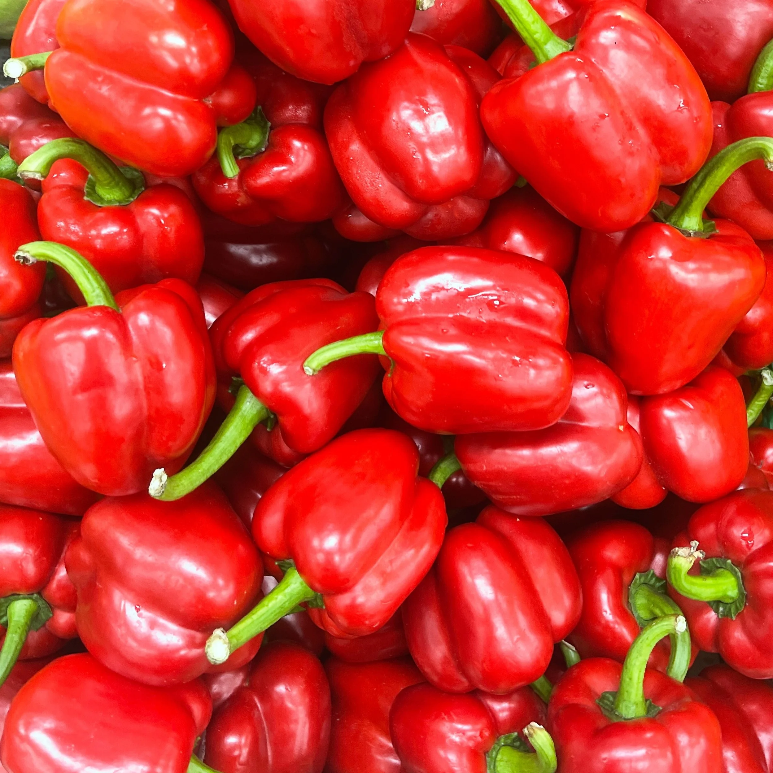 Poivron rouge 'Californien' bio