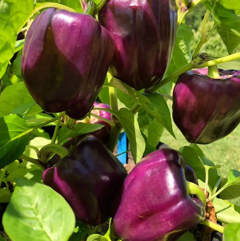 Poivron 'Lilac Bell' bio