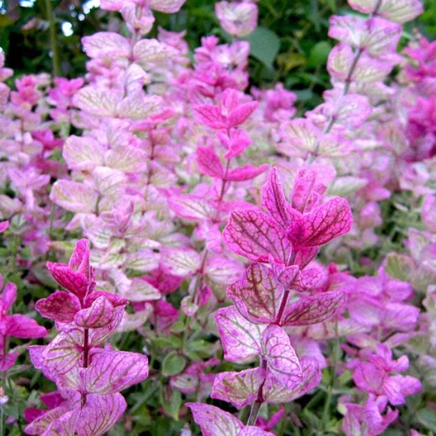 Sauge vivace sclarée 'Pink Sundae' bio