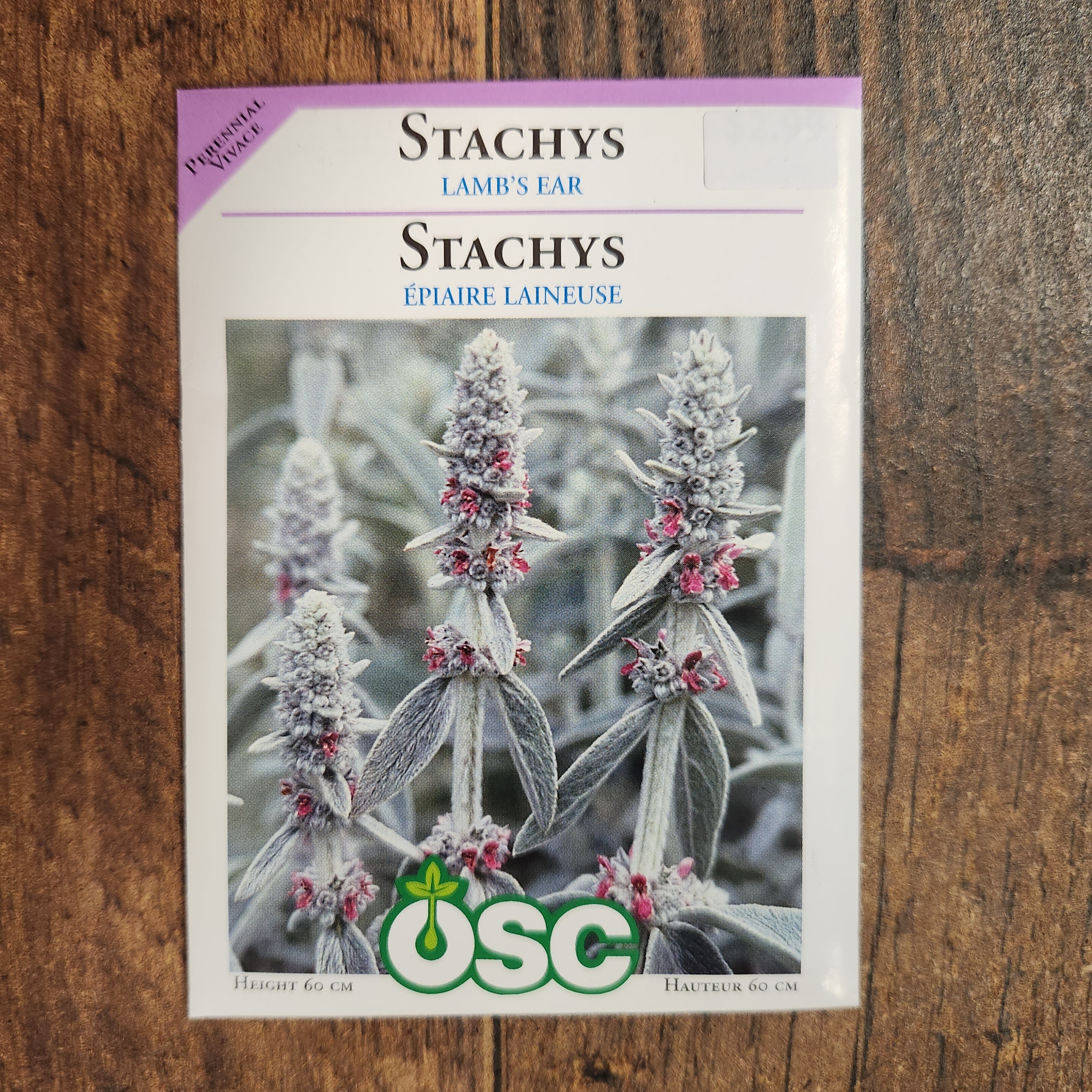Stachys 'Lamb's Ear' - Image 2