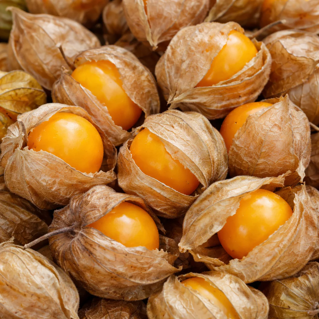 Cerise de terre bio
