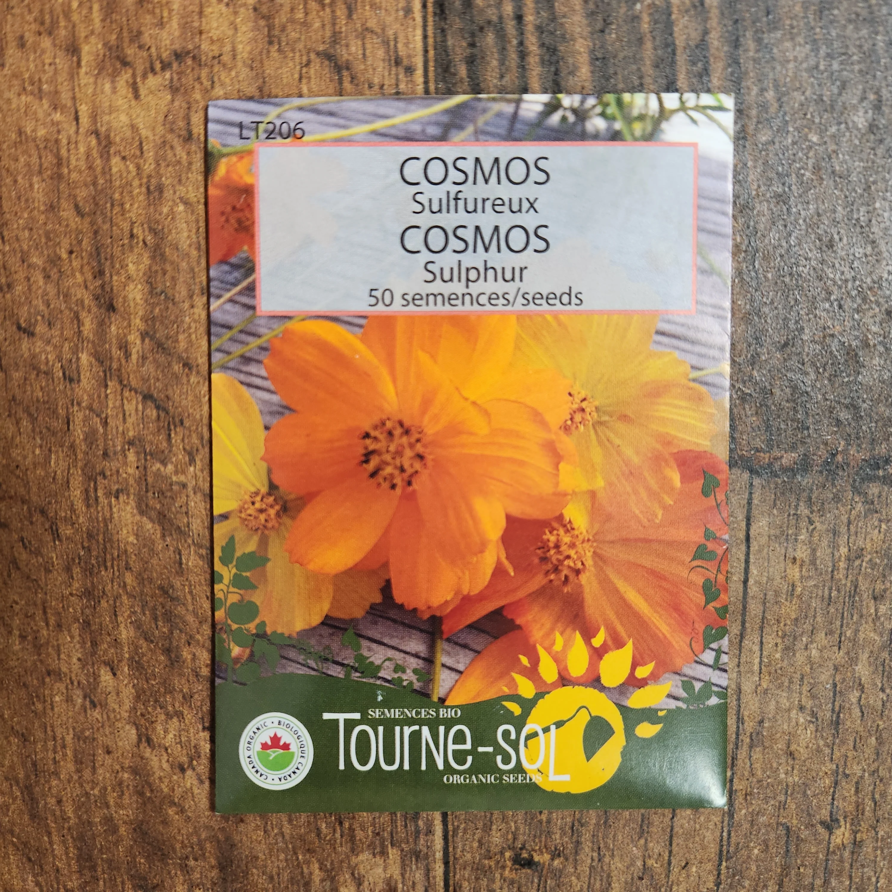 Cosmos sulfureux bio - Image 2