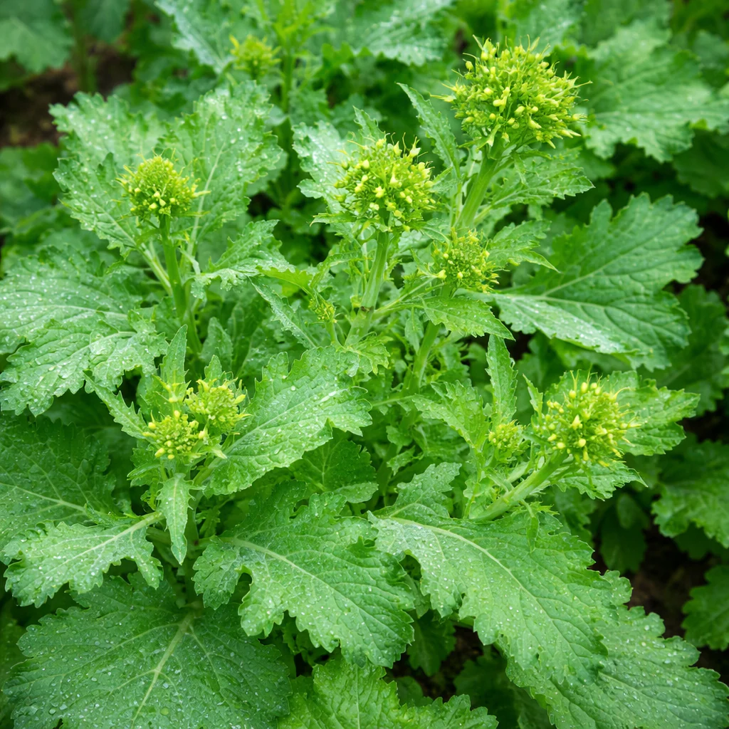 Rapini 'Spring Raab' bio