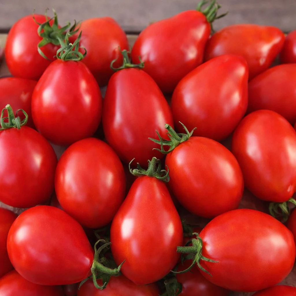 Tomate rouge à sauce 'Napoli a Fiaschetto' bio