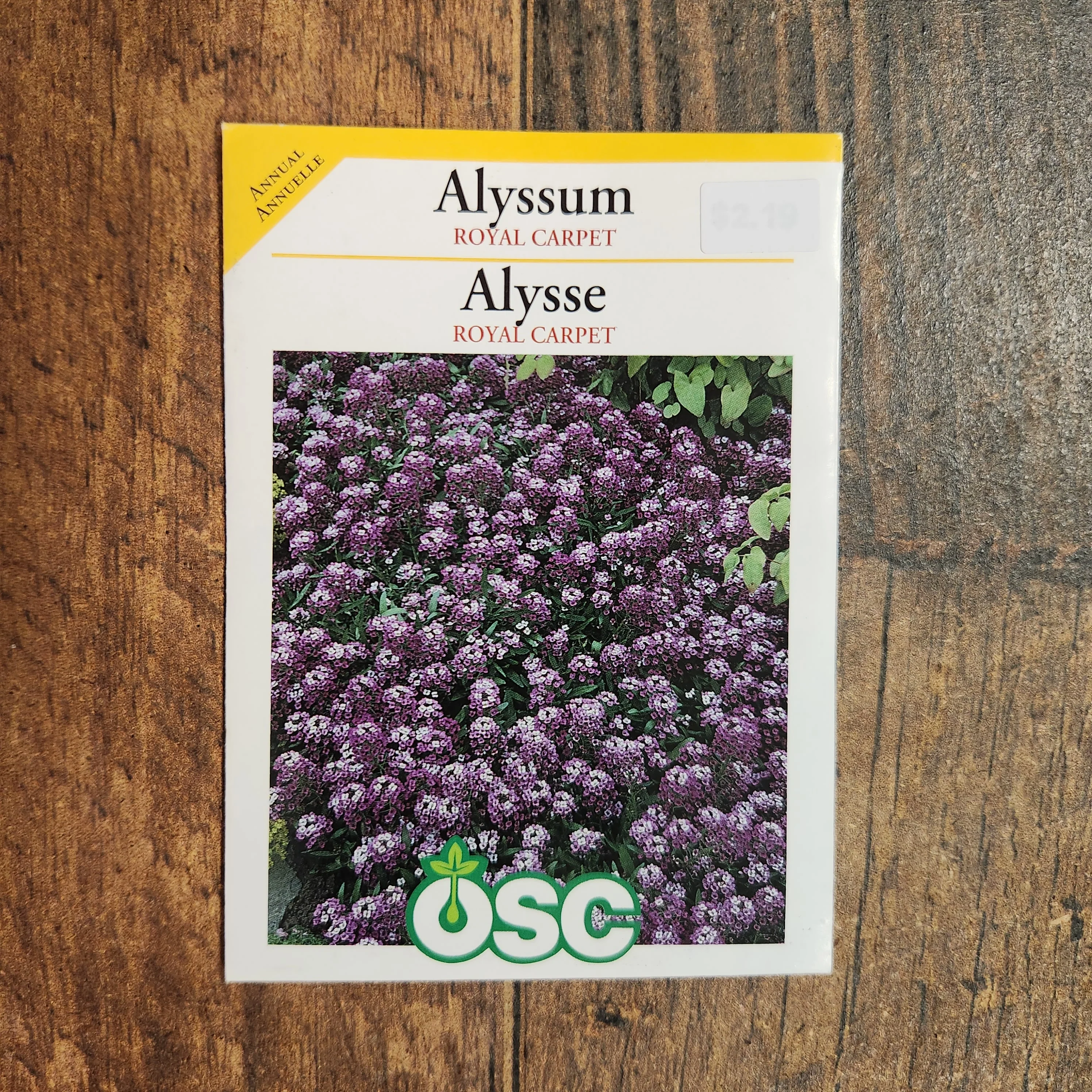 Alyssum 'Royal Carpet' - Image 2