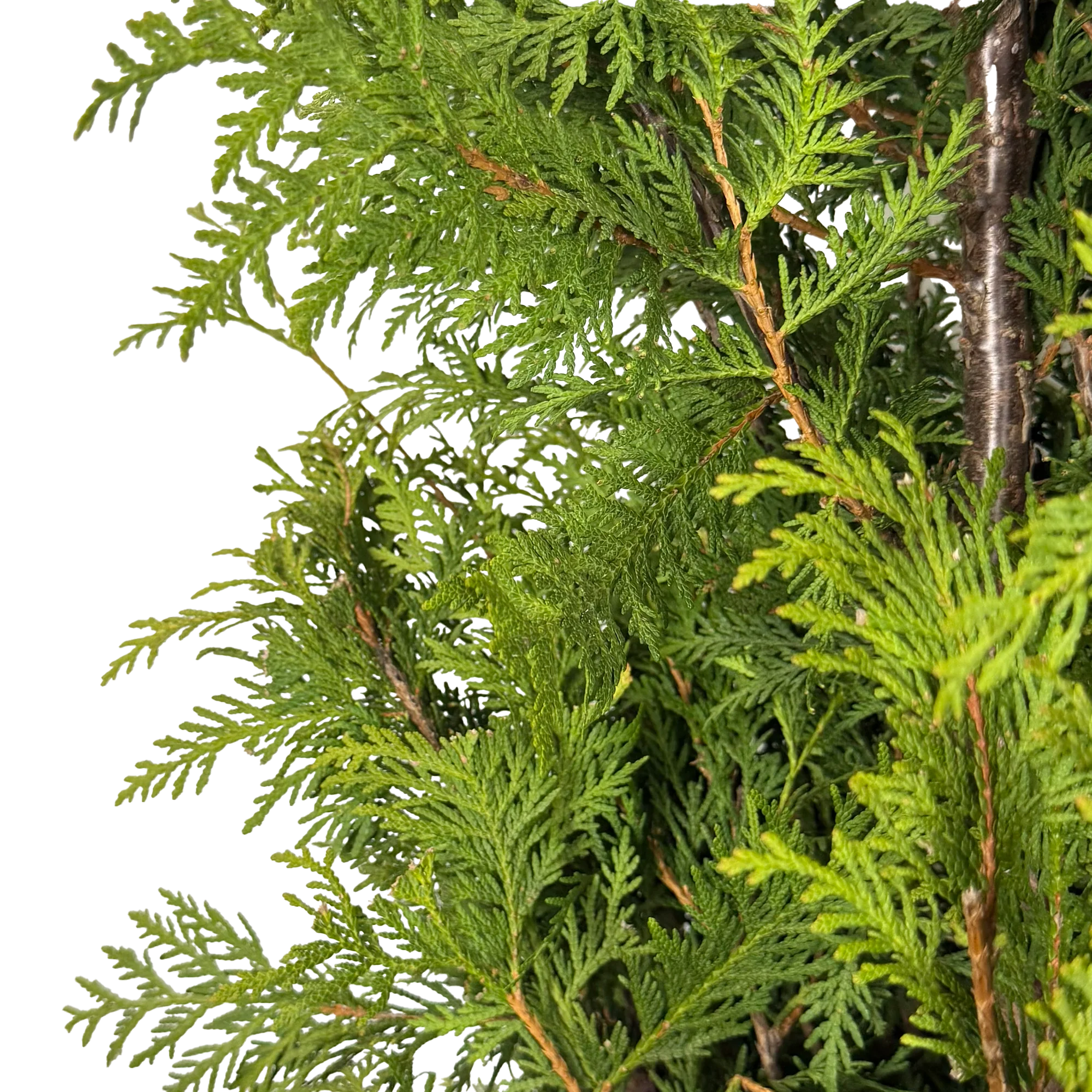 Thuja occidentalis 'Nigra' - Image 3