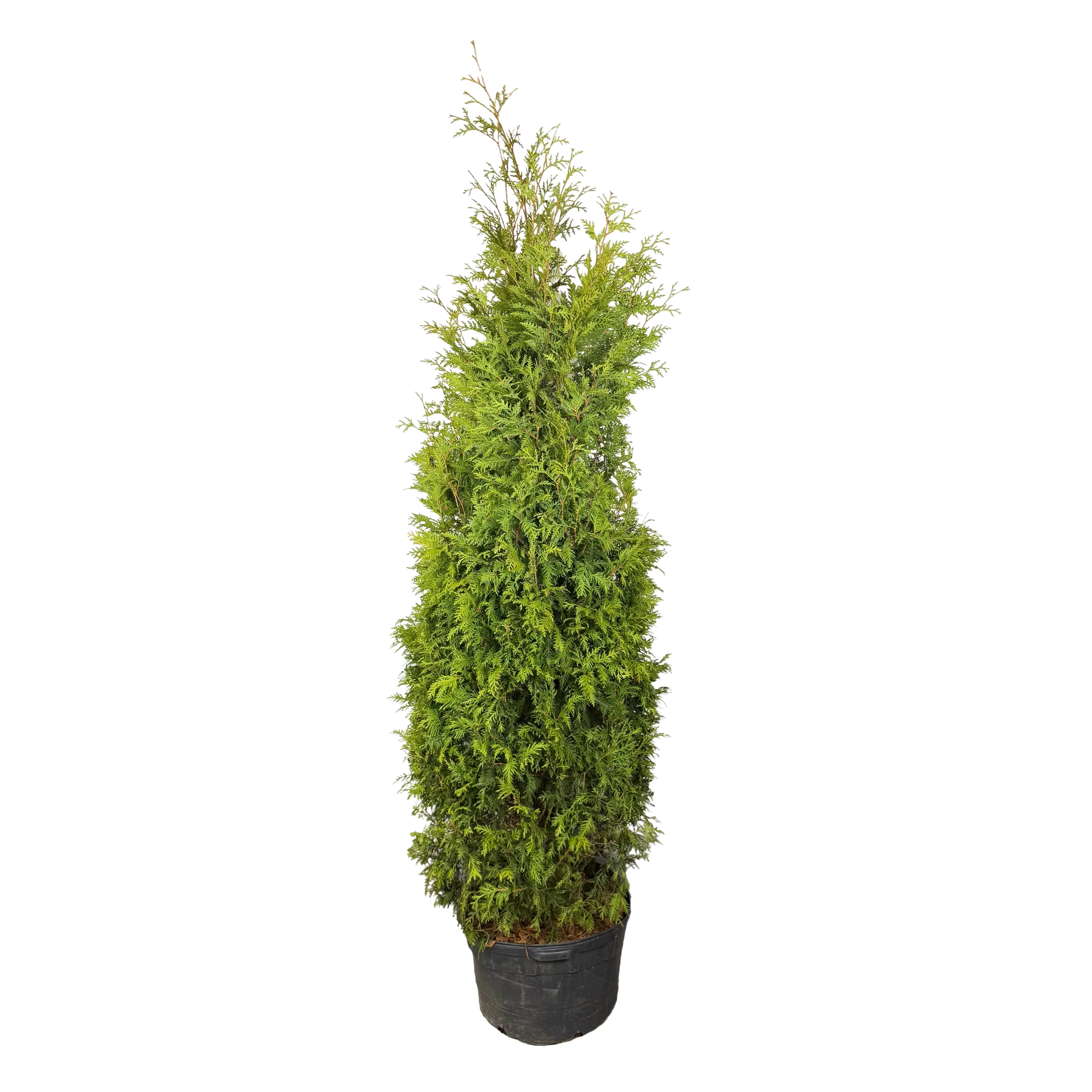 Thuja occidentalis 'Nigra' - Image 4