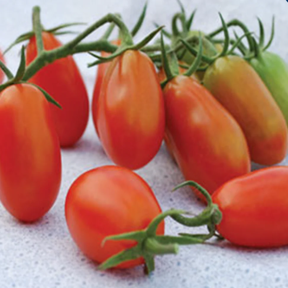 Tomate cerise rouge 'Baby Roma' bio