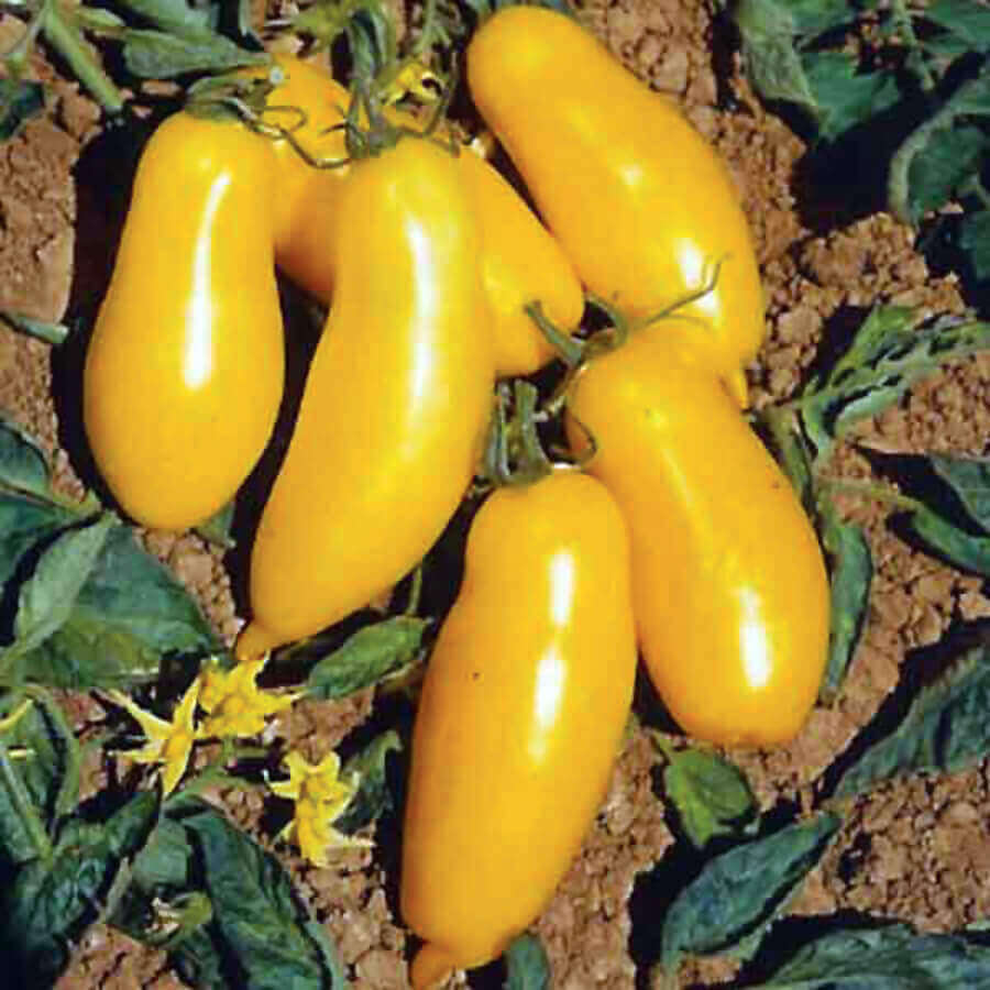 Tomate 'Banana Leggs'