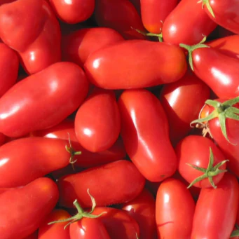 Tomate italienne 'San Marzano' bio