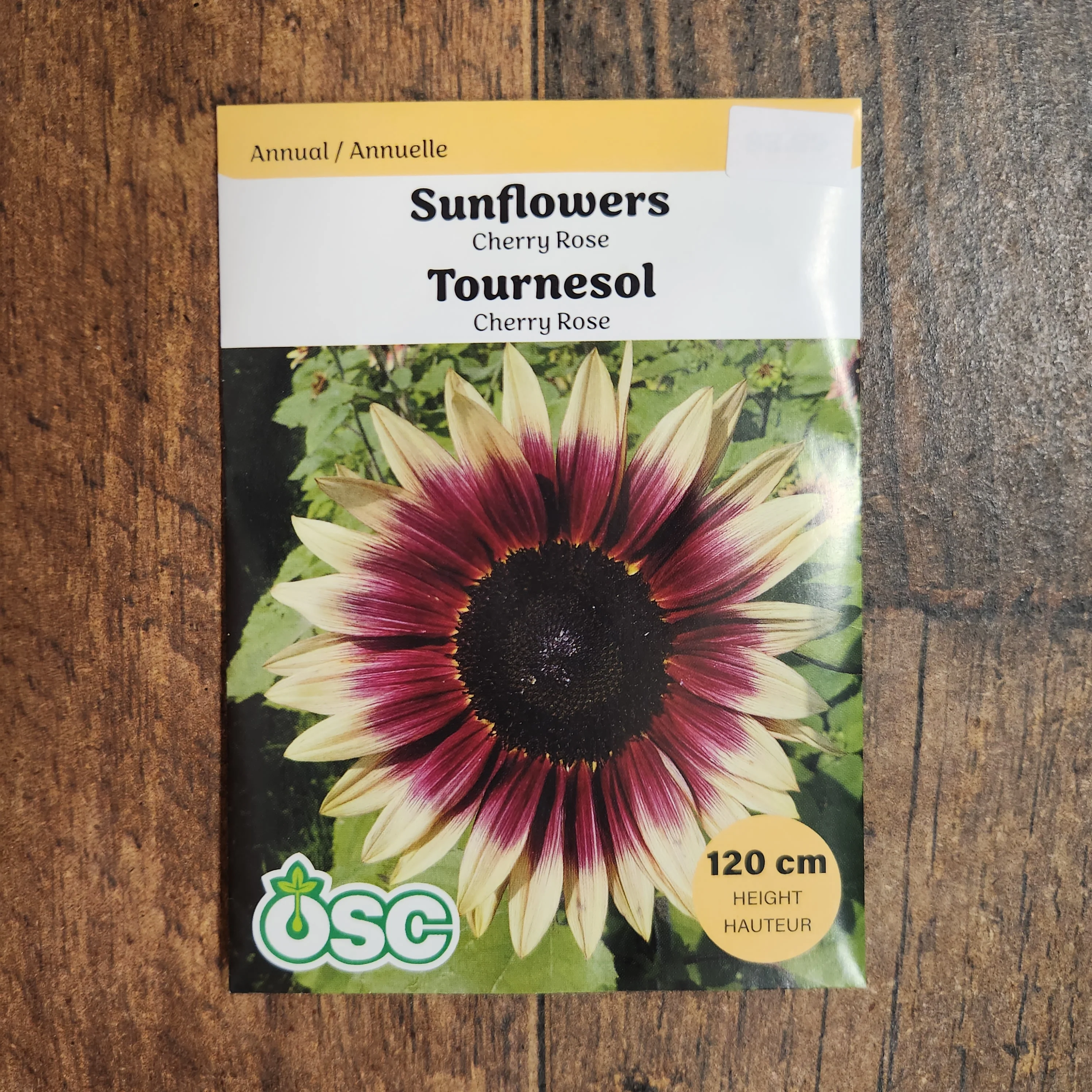 Tournesol 'Cherry Rose' - Image 2