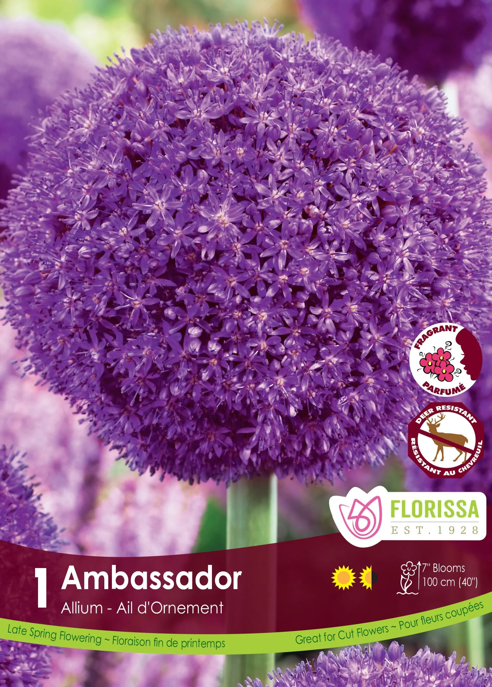 Allium Ambassador