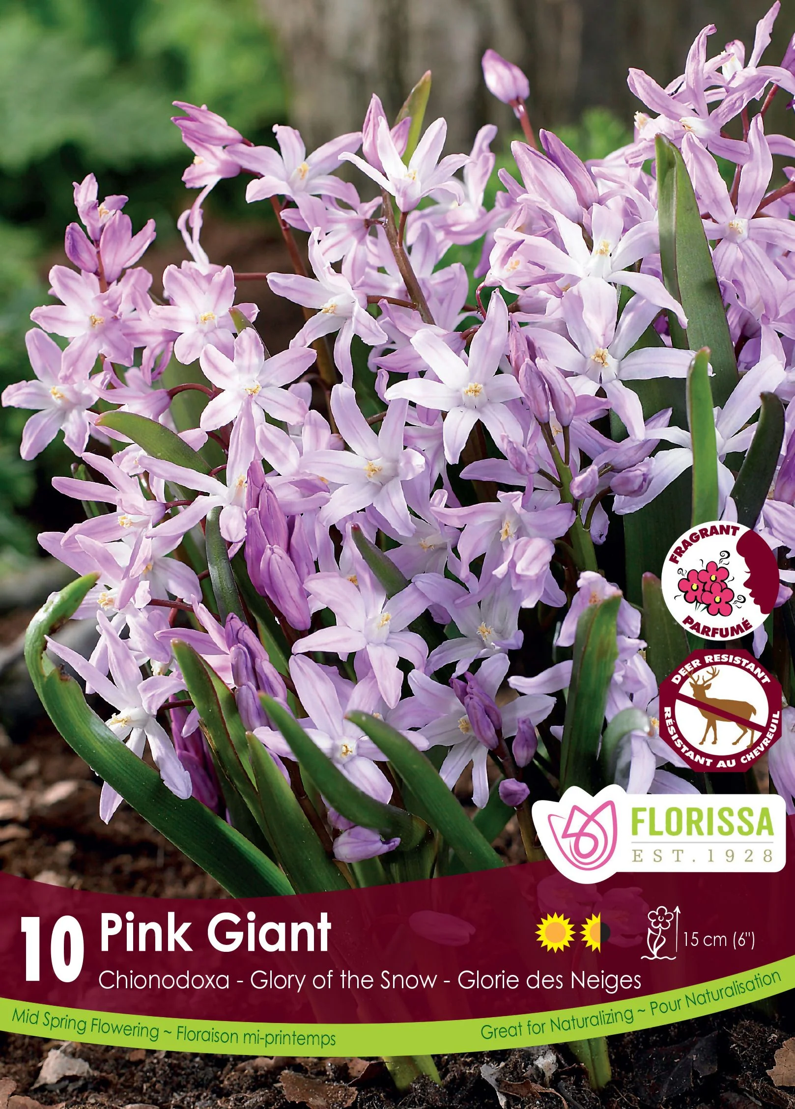 Chionodoxa Pink Giant