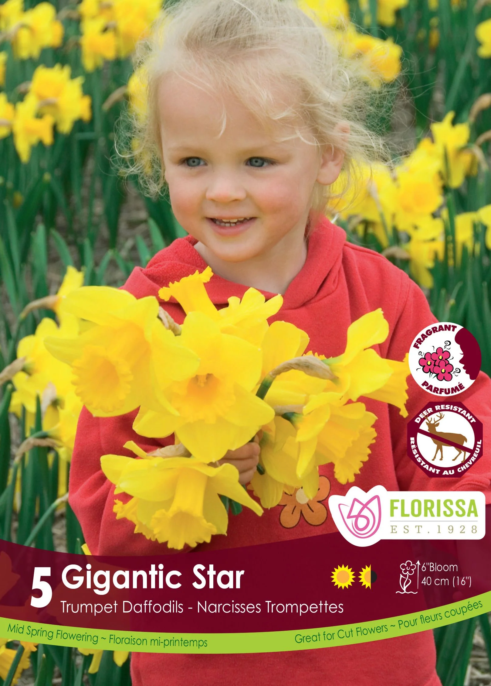 Narcisse Gigantic Star