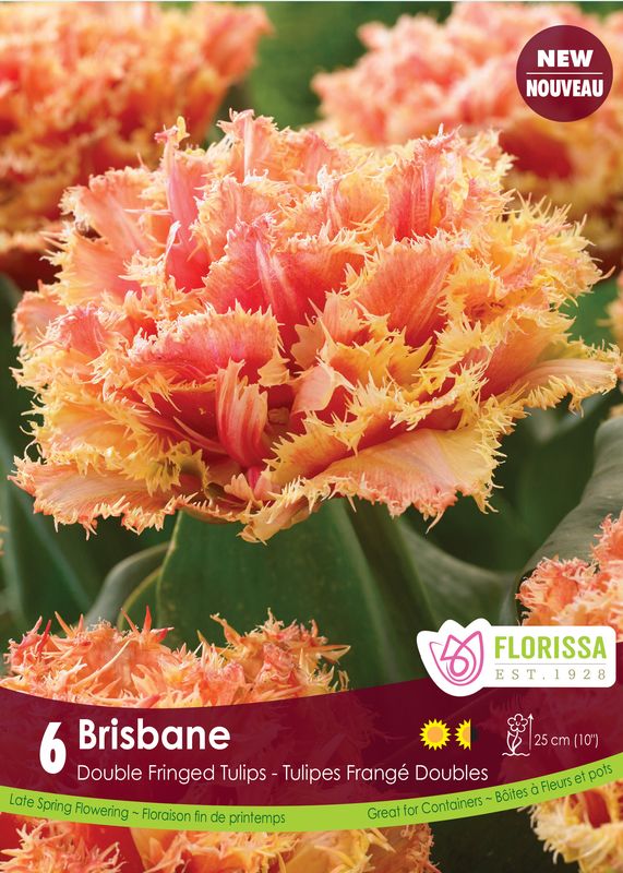 Tulipe Brisbane