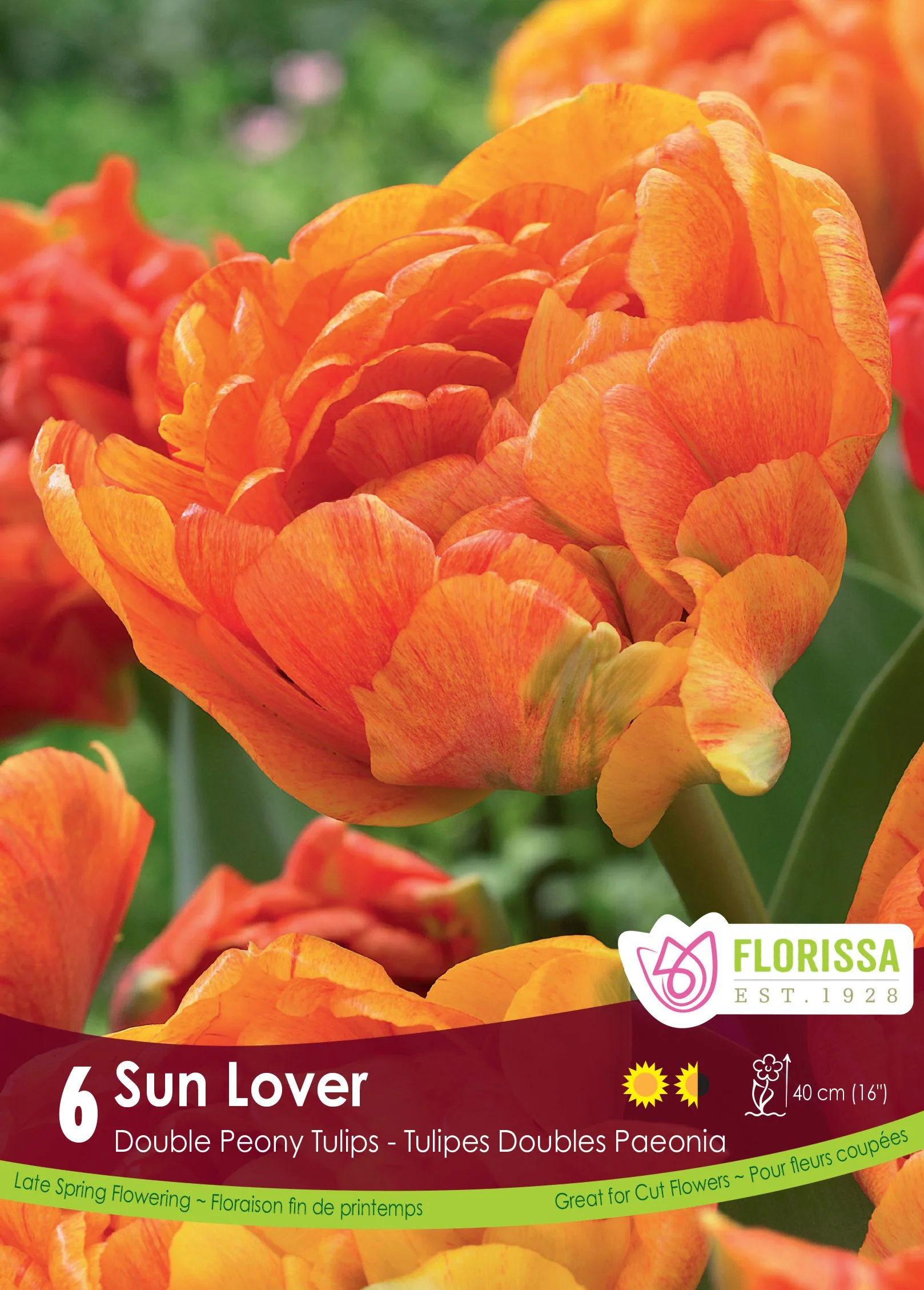 Tulipe Sun Lover