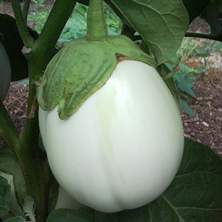 Aubergine 'Bianca Tonda'