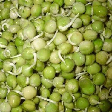 Germe de pois Micropousse de pois vert