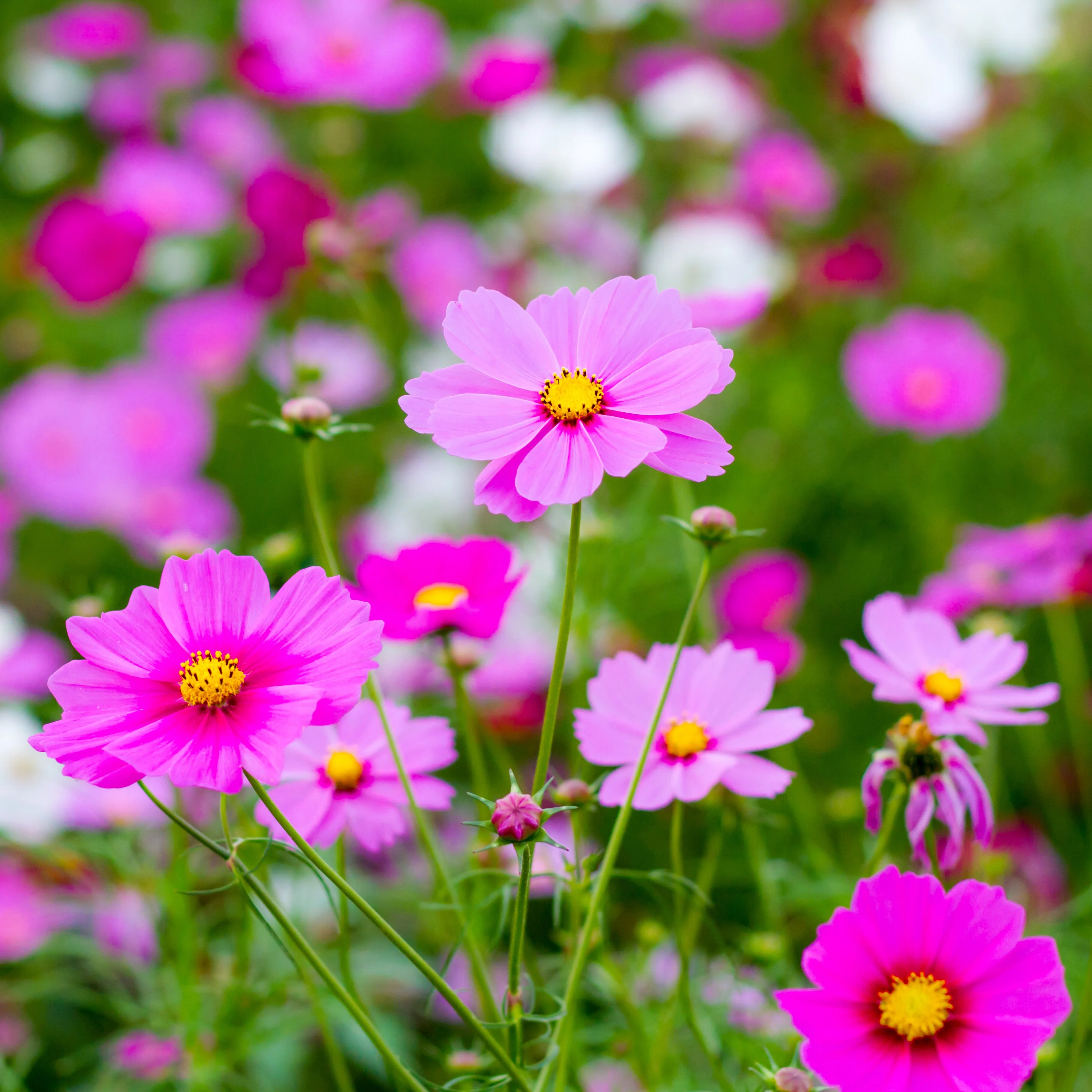 Cosmos 'Antiquity'