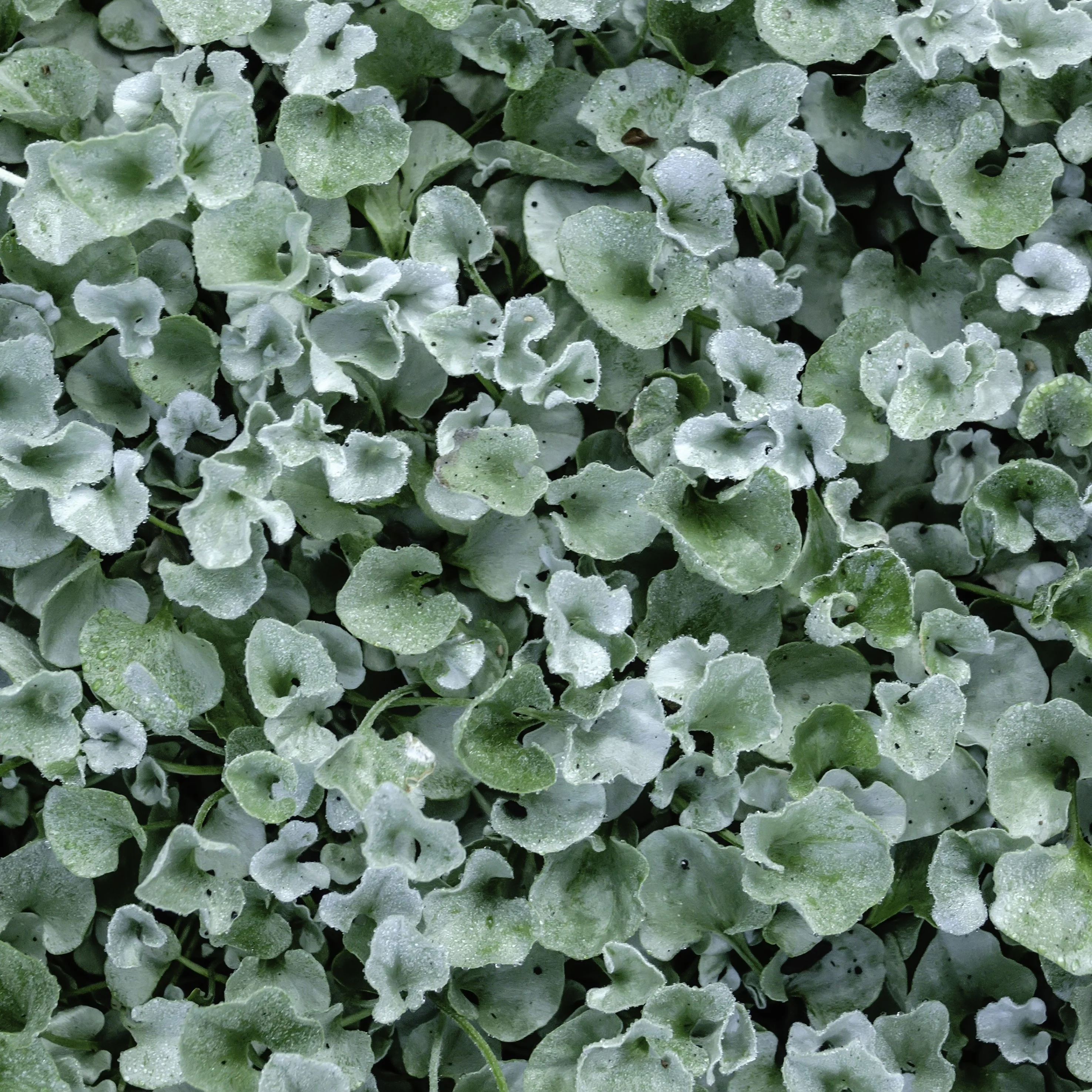 Dichondra Silver Falls