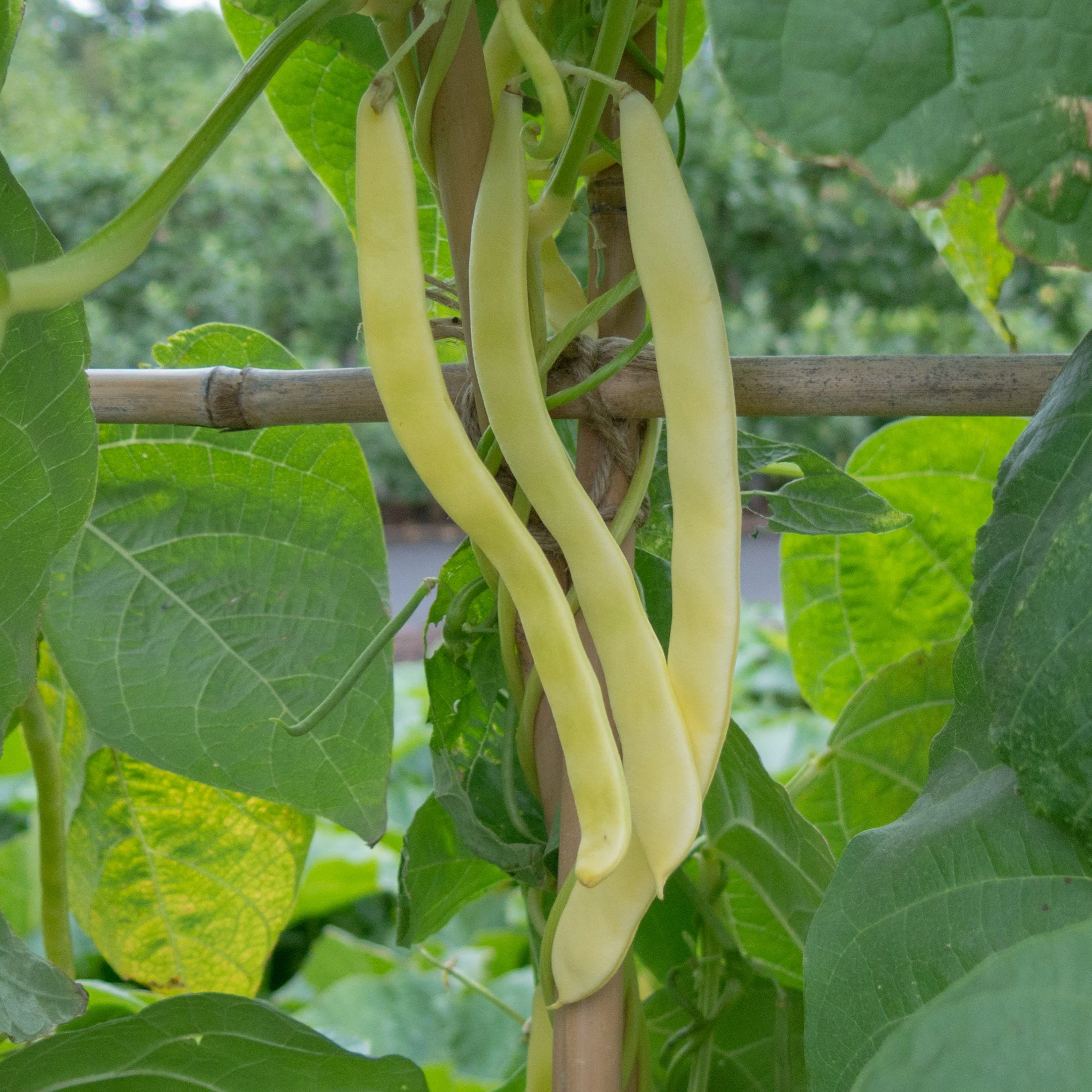 Haricot grimpant 'Neckargold'