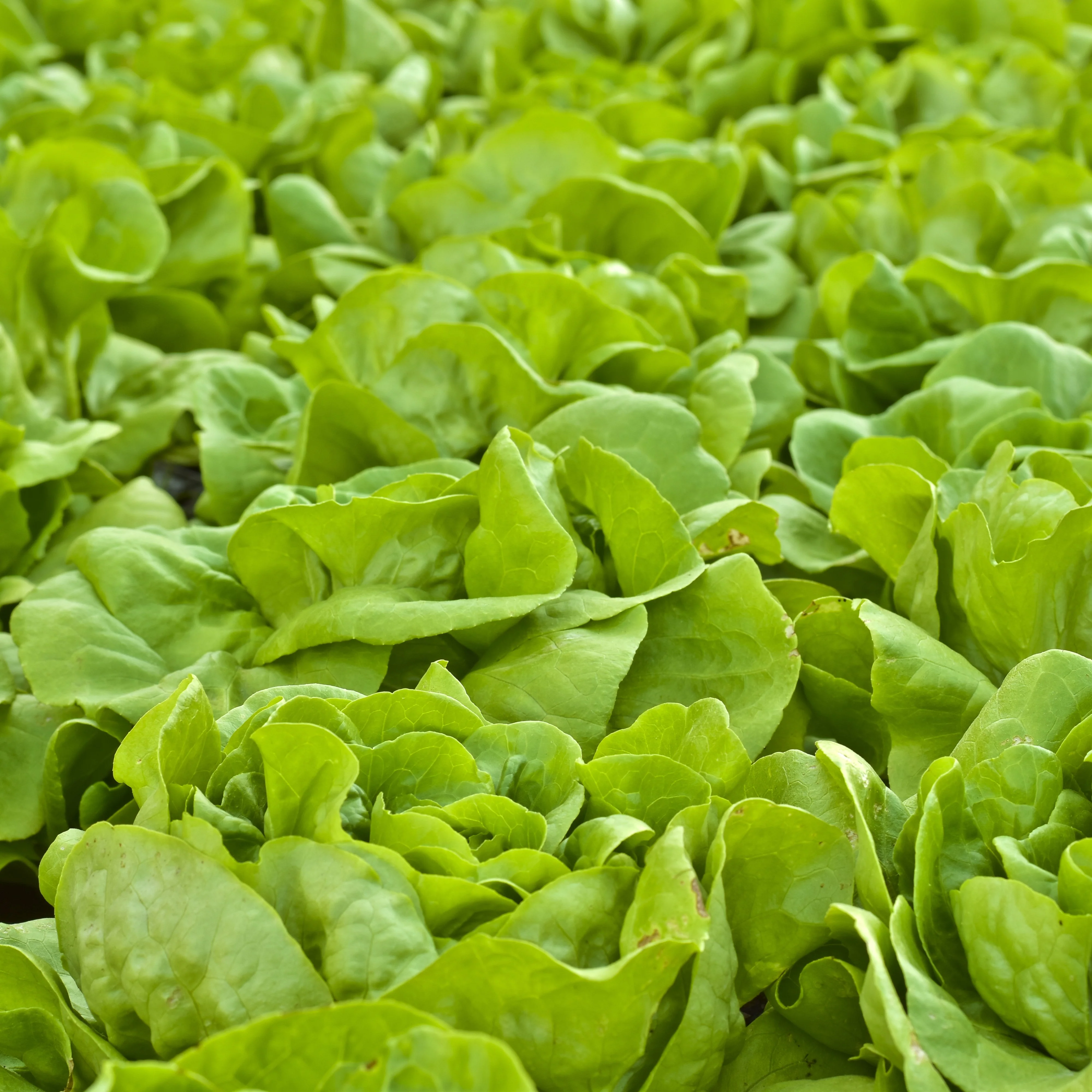 Laitue boston 'Buttercrunch' bio