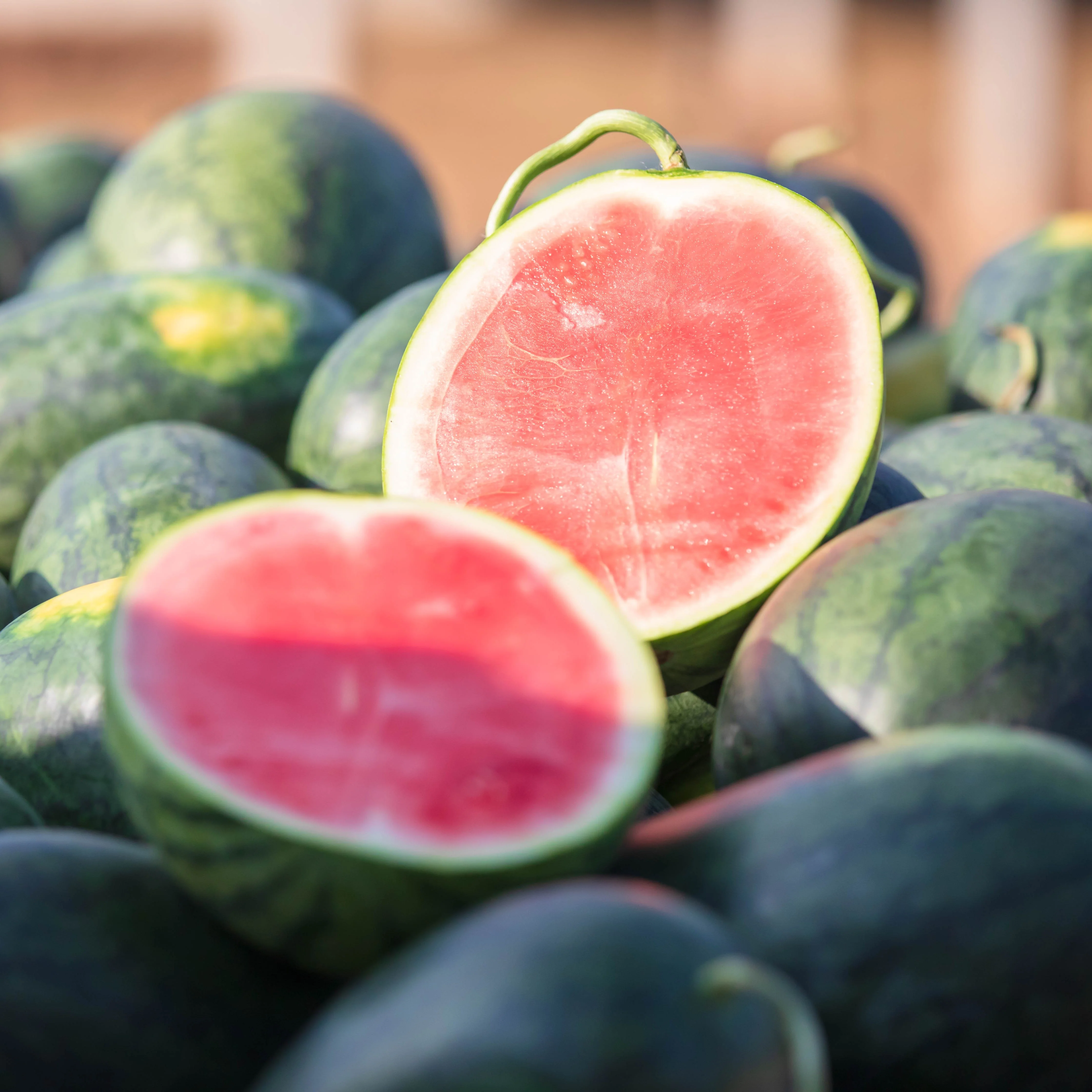 Melon d'eau Tyrion F1 (sans pépins)