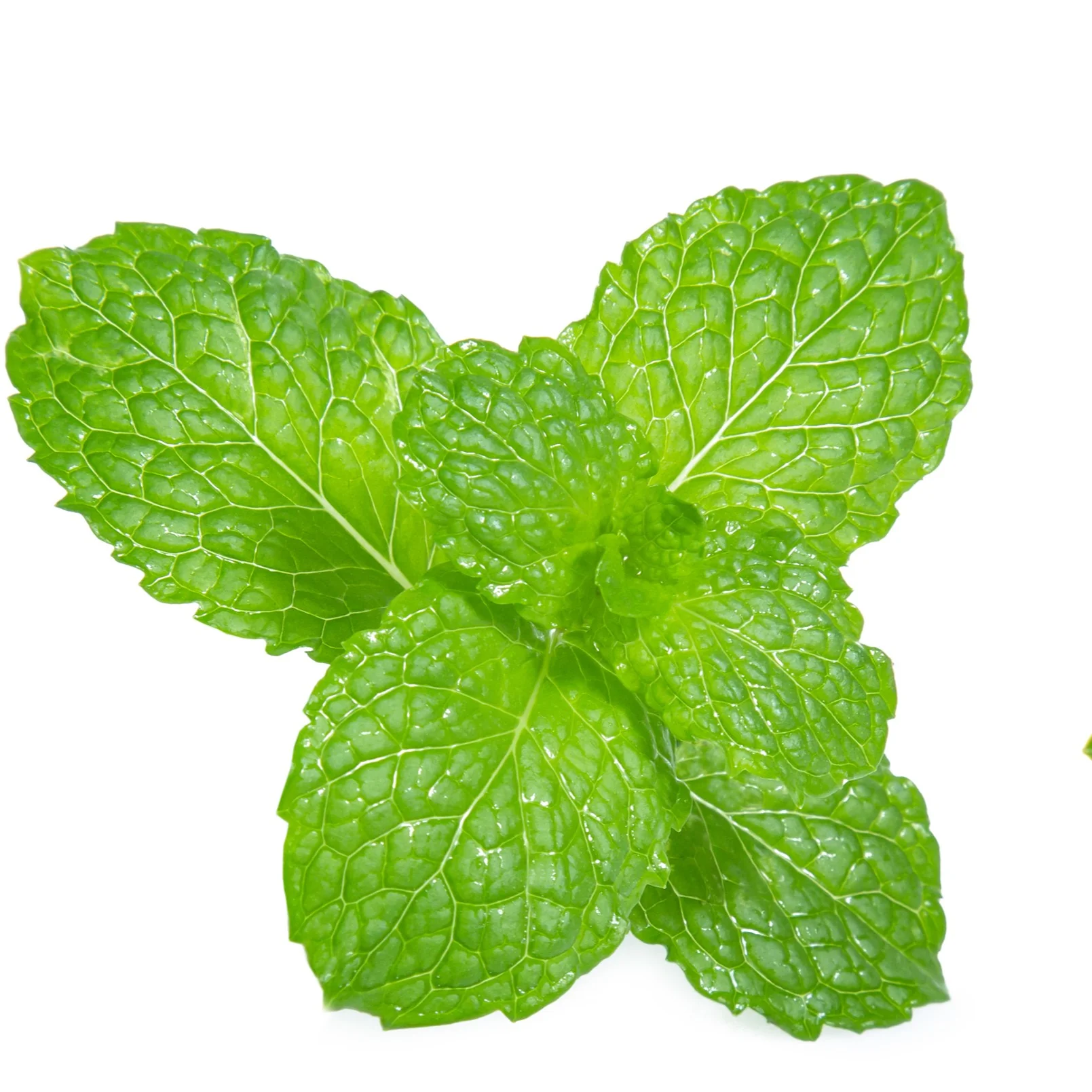 Menthe verte