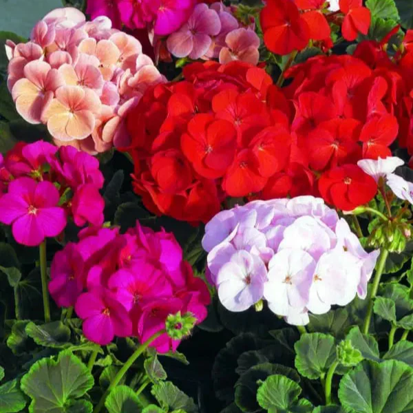 Géranium hybride 'Bulls Eye Mix'