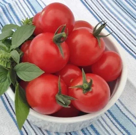 Tomate cerise Sugar Gloss F1