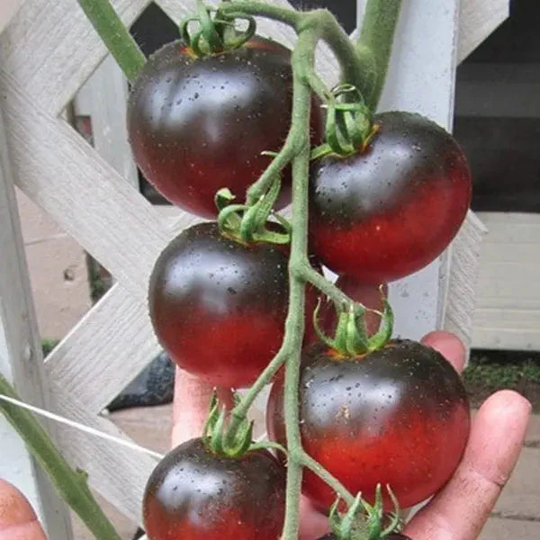 Tomate 'Indigo Apple' bio