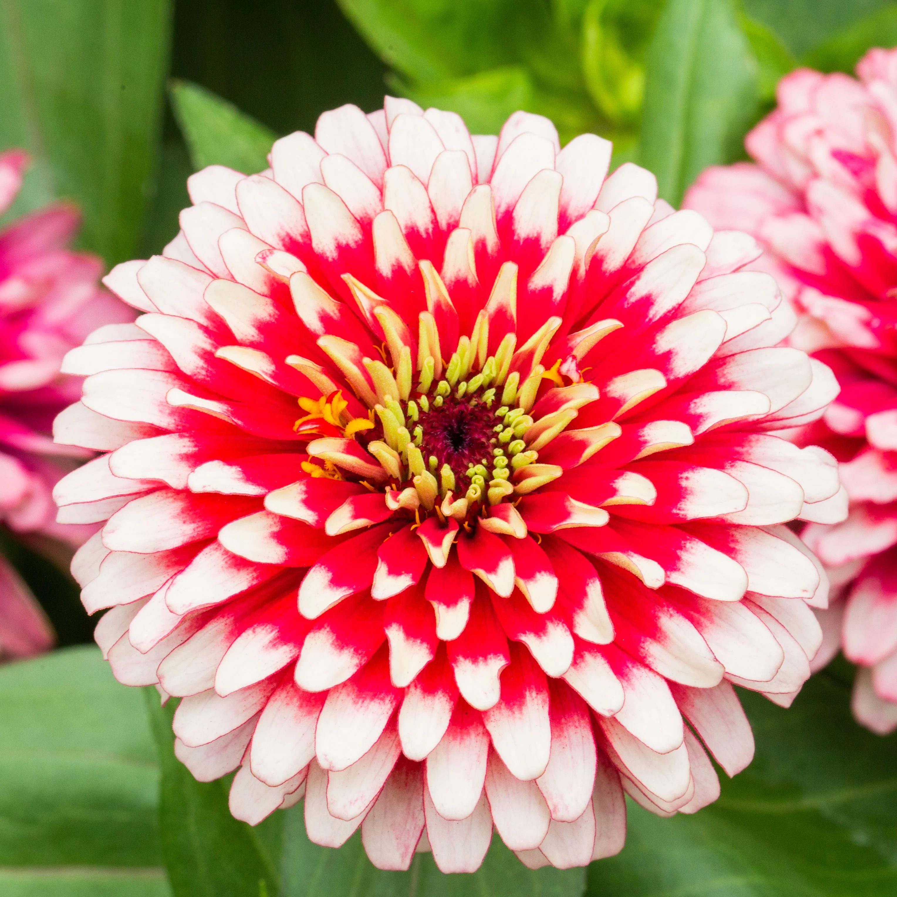 Zinnia Swizzle™ 'Cherry and Ivory' F1