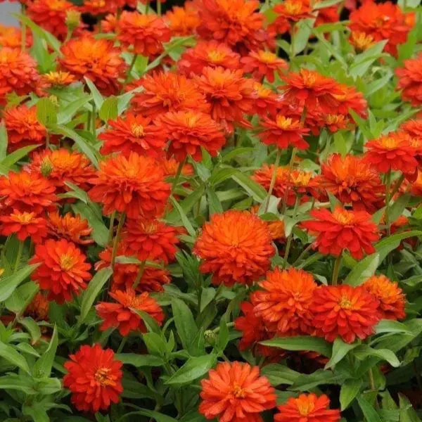 Zinnia 'Inca'