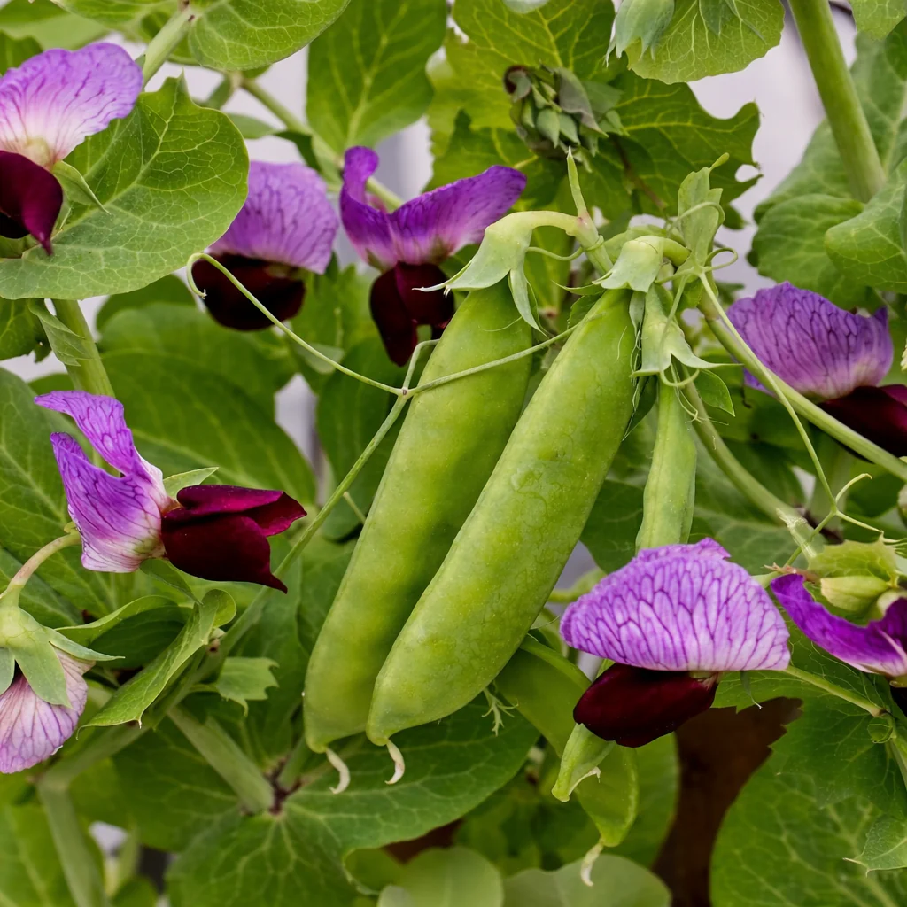 Pois mangetout 'Little Snow Pourpre'