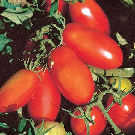 Tomate 'San Marzano' indéterminée