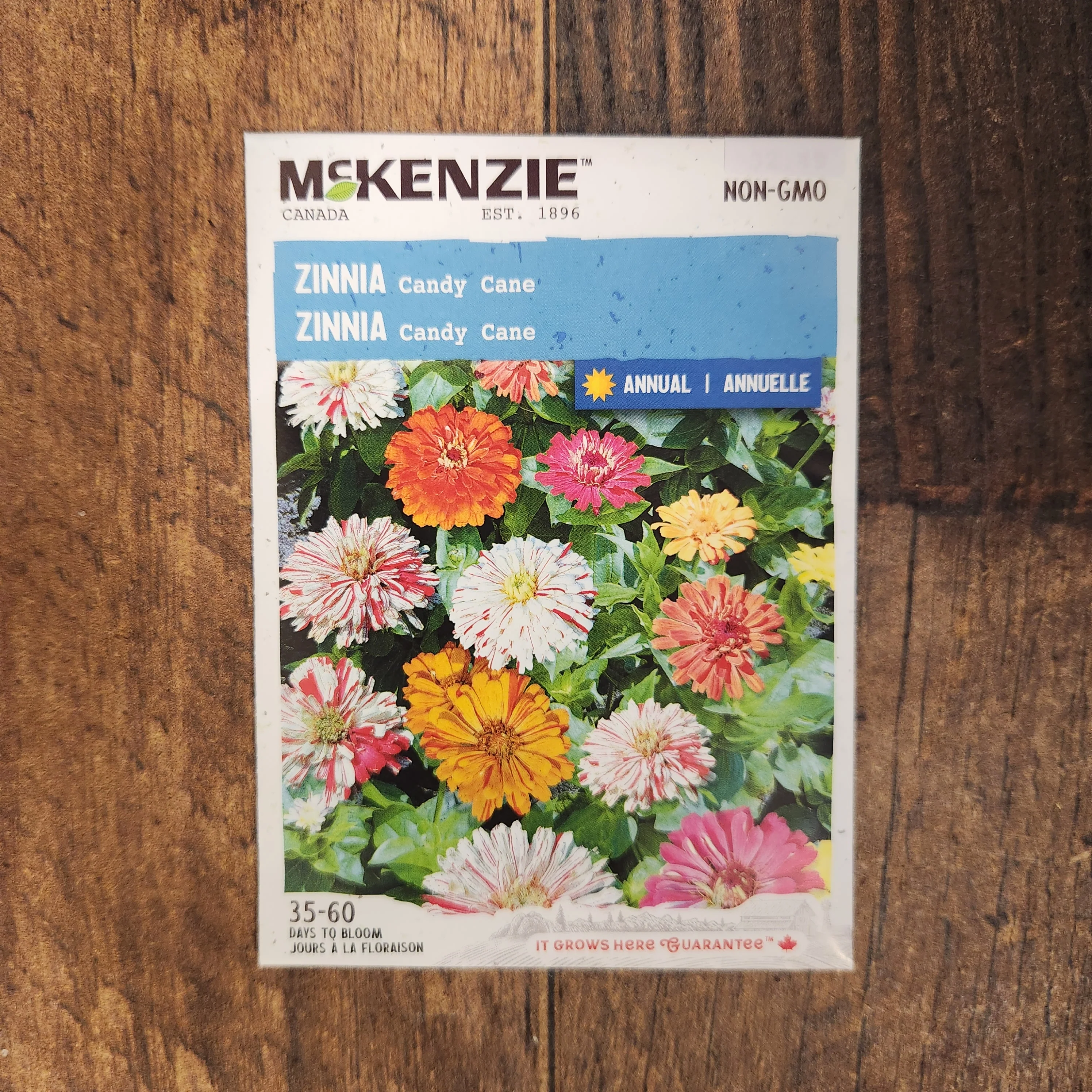 Mélange de zinnia 'Candy Cane' - Image 2