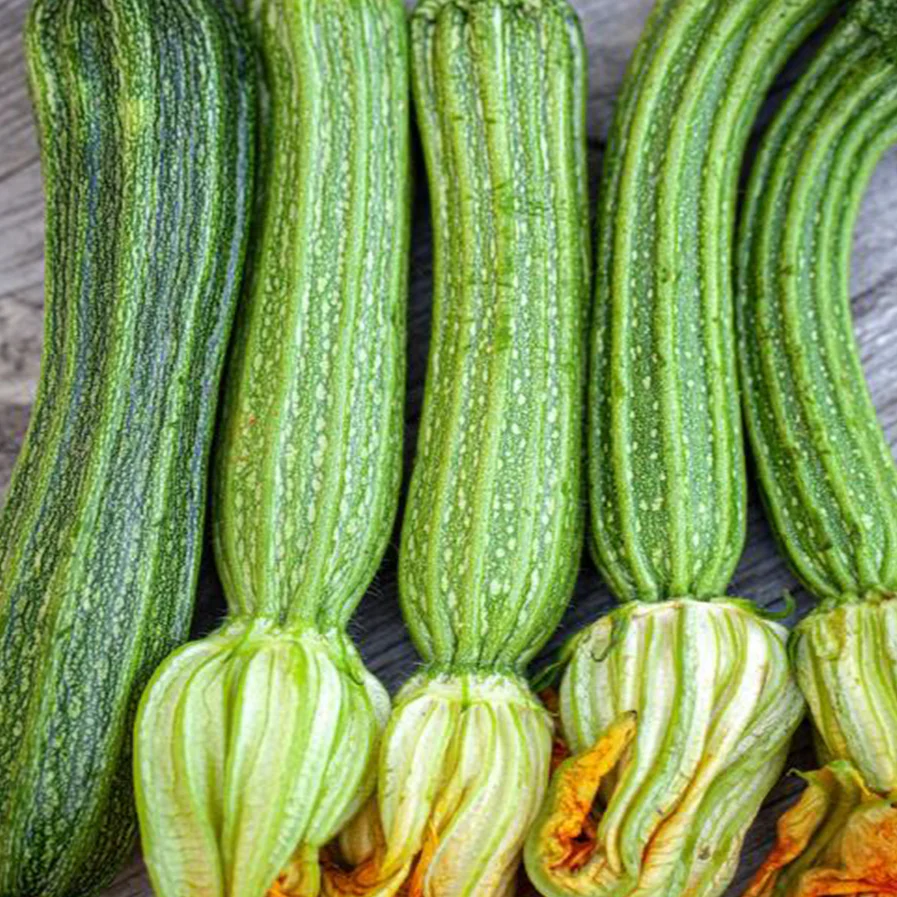 Zucchini italien 'Costata Romanesco' bio